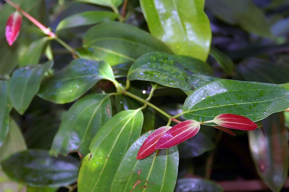 Cardioprotective potential of Cinnamomum species: Ayurvedic phytotherapeutic relevance in cardiovascular disease management
